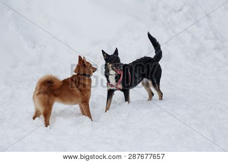 Cute Shiba Inu And Black Mongrel Are Playing On The White Snow.
