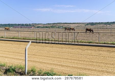 Horses Grazing In Paddock Outdoors. In Foreground Is Sand Training Track. Sunny Day