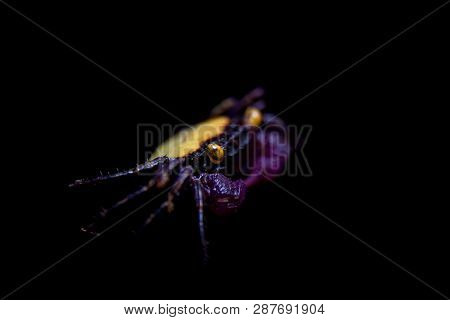 Little Purple Vampire Crab Isolated On Black