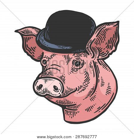Pig Animal In Bowler Hat Sketch Color Engraving Vector Illustration. Scratch Board Style Imitation. 