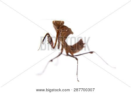 Giant Dead Leaf Mantis, Deroplatys Desiccata On White