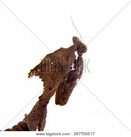 Giant Dead Leaf Mantis, Deroplatys Desiccata On White