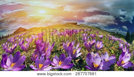 Crocuses In The Mountains