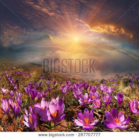 Crocuses In The Mountains