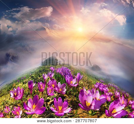 Crocuses In The Mountains