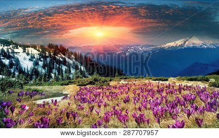 Beautiful Alpine Flowers