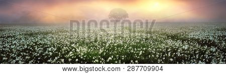 Spring Valley Near The City Of Hust Carpet Of Flowers