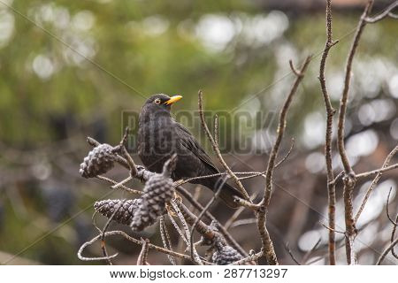 Blackbirds (turdus Merula) On A Pine With Dried Pineapples