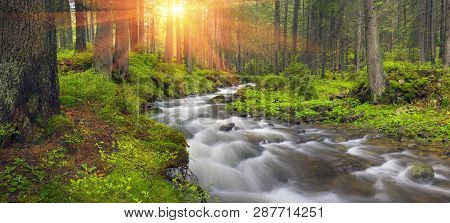 Prut River In The Wild Forest
