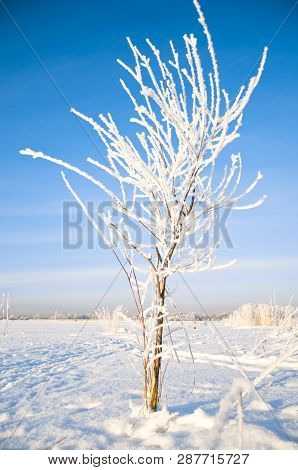 White Frosted Winter Birch And Frozy Tree