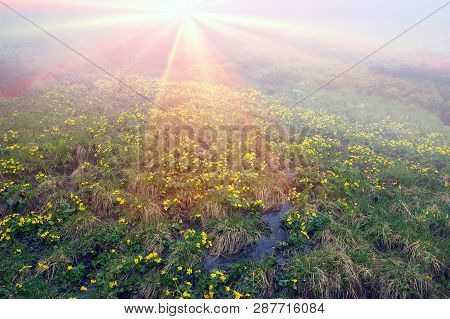 Field With Blooming Kalyuzhnitsa