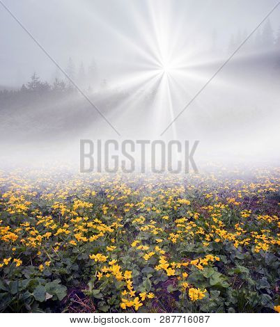 Field With Blooming Kalyuzhnitsa