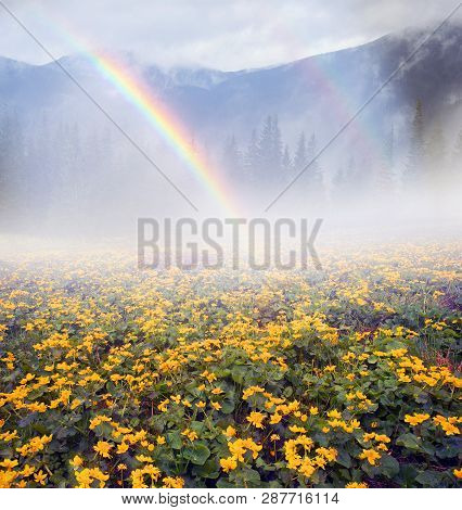 Field With Blooming Kalyuzhnitsa