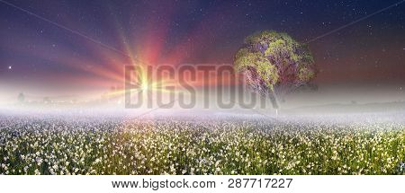 Valley Of Daffodils, Hust