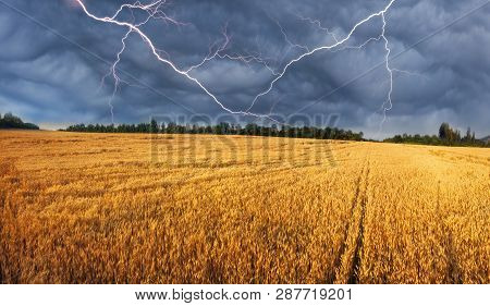 In Ukraine, The Wheat Polarization Is A Symbol Against The Clear Sky, They Have A Color Of The Natio