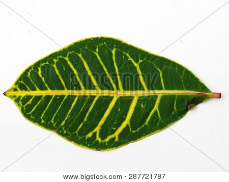 Diffenbahya Plant Leaf. Close-up To The Leaf Veins And Pores. Flowerpot And Lounge Flowers. Isolated
