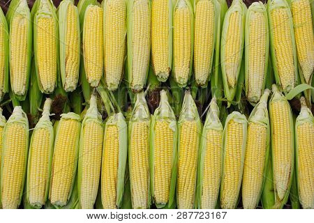 Boiled Corn In Boiling Water.cooked Corn Lined Up On The Counter. Everywhere Water Vapor. Corn Backg