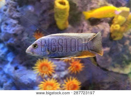 Aquarium Fish Haplokhromis Cornflower Or Jackson (sciaenochromis Fryeri) Female In The Aquarium.
