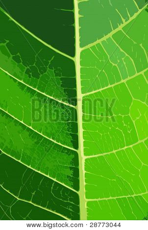 Textura de uma folha verde como pano de fundo