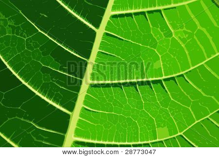 Textura de uma folha verde como pano de fundo