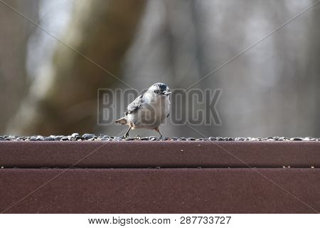 Nuthatcher Small Tiny Bird Eating Birdseed On A Backyard Deck Porch