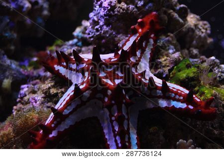 Red Knob Sea Star - (protoreaster Linckii)