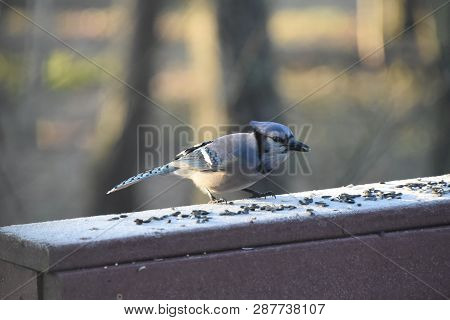 Blue Jay Animal Bird Perched On A Backyard Deck Porch Eating Birdseed In Winter Illuminated In The S