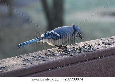 Blue Jay Animal Bird Perched On A Backyard Deck Porch Eating Birdseed In Winter Illuminated In The S