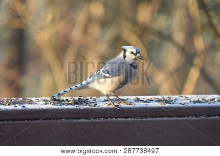 Blue Jay Animal Bird Perched On A Backyard Deck Porch Eating Birdseed In Winter Illuminated In The S