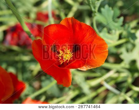 Poppy Flower. Delicate, Beautiful Red Flower In The Meadow. Close Up In Nature. Flower Background
