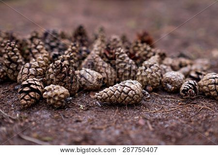 Background Of Opened Pine Cones Close Up