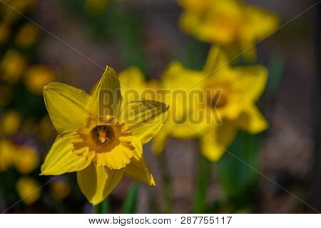 Narcissus In Spring. Blooming Daffodils, Spring Bulbs. Narcissus Is A Genus Of Predominantly Spring 
