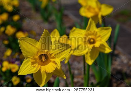 Narcissus In Spring. Blooming Daffodils, Spring Bulbs. Narcissus Is A Genus Of Predominantly Spring 