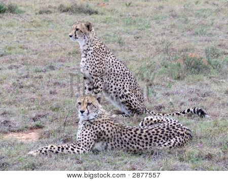 Cheetah pari