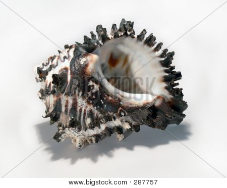 Mottled Sea Shell