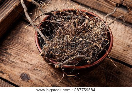 Maral Root In Herbal Medicine