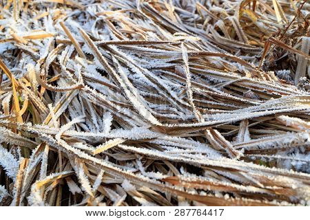 Dry The Grasses On Which Traces Frosts, The First Cold