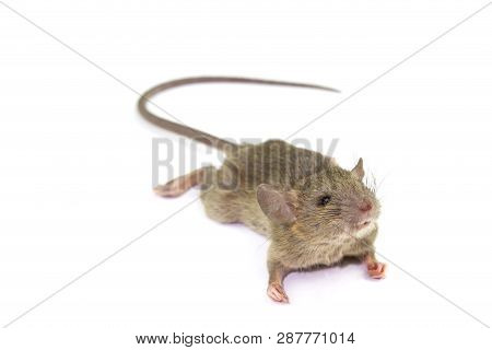 Dead Rat (mouse), Isolated On White Background.rat Are Carriers Of Pathogens, So Find A Way To Elimi