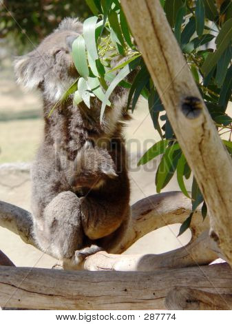 Koala1