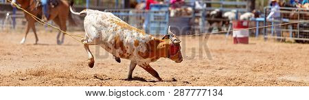 Calf Being Lassoed Image & Photo (Free Trial) | Bigstock