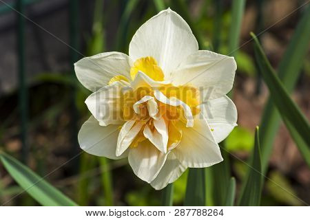 Narcissus Of The Replete Species On A Flowerbed.