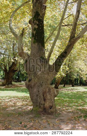 Agios Nikolaos Park Naousa Greece Europe