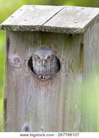 A Eastern Screetch-owlet Inside A Nest Box