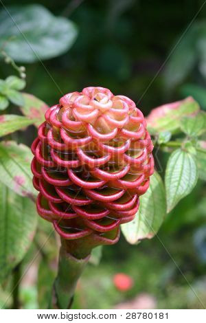 Beehive ingefær