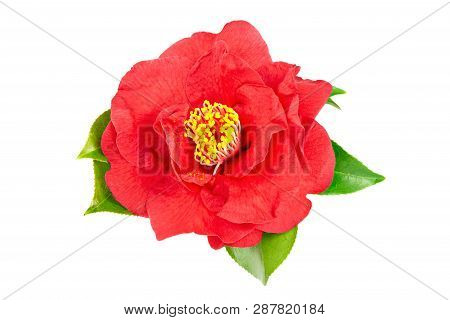 Red Camellia Flower Isolated On White Background. Camellia Sasanqua