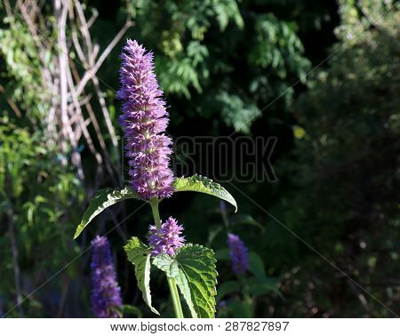 Agastache Rugosa In The Sunny Day.agastache Rugosa Is A Medicinal And Ornamental Plant. Commonly Kno