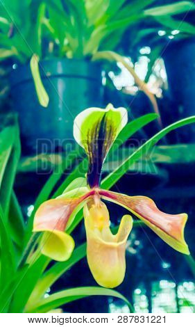 Hard-leaved Pocket Orchid (paphiopedilum Micranthum) Commonly Known As The Silver Slipper Orchid Or 