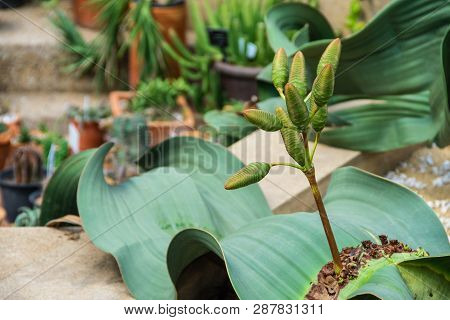 Welwitschia Mirabilis The African Ancient Tree Decorated In The Tropical Garden. It Is A Tree In The