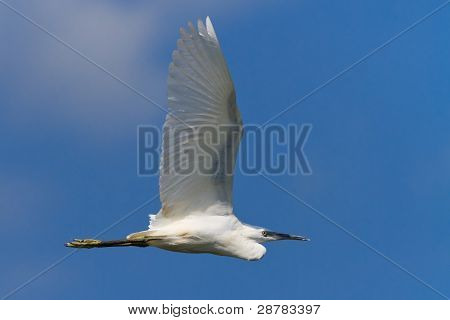Lille hejre (egretta Garzetta)