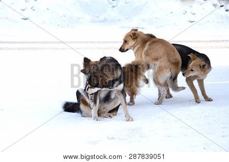 Homeless Dogs.a Flock Of Stray Dogs In The Snow